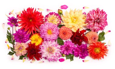 Kırmızı, beyaz, sarı yıldız çiçeği rengarenk arka plan. Çok renkli yıldız çiçeği manzarası var. Yeşil arka planda güzel yıldız çiçekleri. Yaz çiçekleri, ayçiçeği familyasından bir bitki cinsidir.