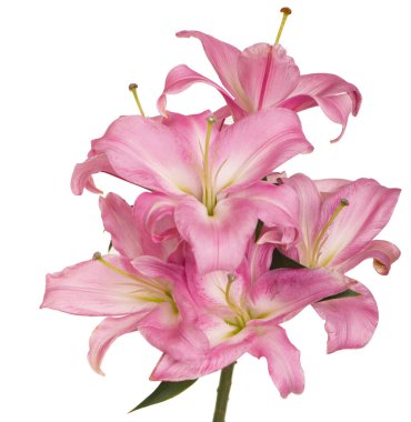 Güzel pembe zambak, beyaz üzerine izole edilmiş.