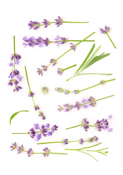 Pacote Flores Lavanda Fundo Branco — Fotografia de Stock