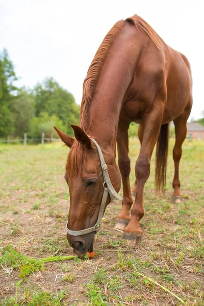 Cheval Rouge Mangeant Herbe Verte Sur Champ Près Maison Des — Photo