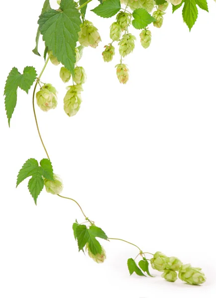 Čerstvě Zelená Chmelová Větev Izolovaná Bílém Pozadí Chmelové Šišky Výrobu — Stock fotografie