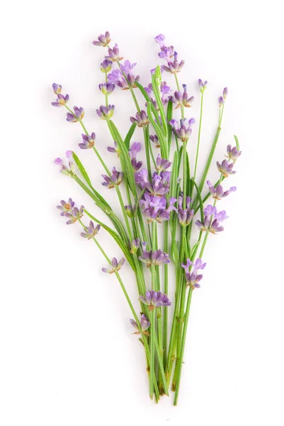 Pacote Flores Lavanda Fundo Branco — Fotografia de Stock