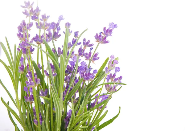 Paquete Flores Lavanda Sobre Fondo Blanco — Foto de Stock