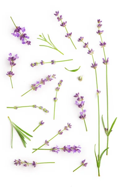 Lavender Flowers Bundle White Background — Stock Photo, Image