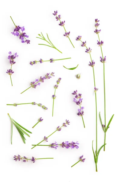 Pacote Flores Lavanda Fundo Branco — Fotografia de Stock