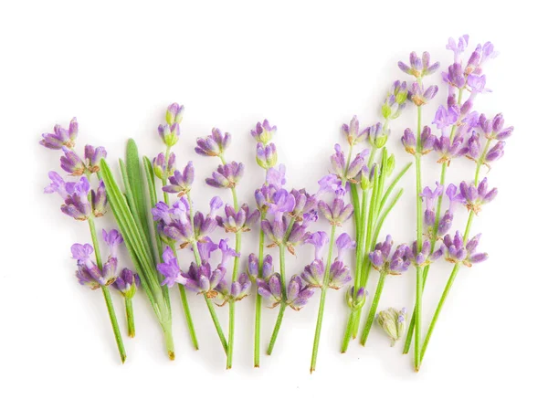 Lavender Flowers Bundle White Background — Stock Photo, Image