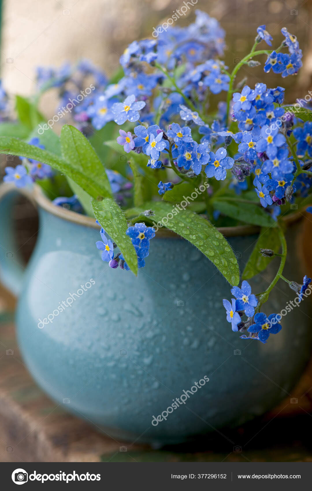 ワスレナグサ写真素材 ロイヤリティフリーワスレナグサ画像 Depositphotos