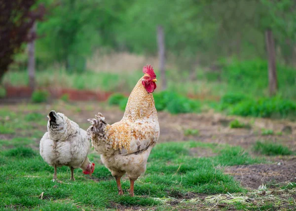 Rooster en kippen. Vrije uitloop haan en hennen — Stockfoto