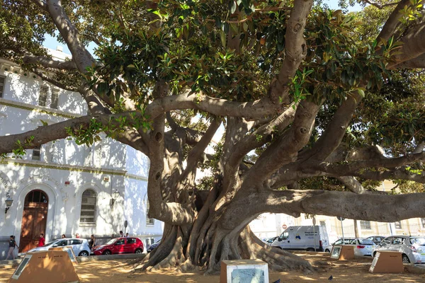 Antika gummiträd på Cadiz seafornt. — Stockfoto