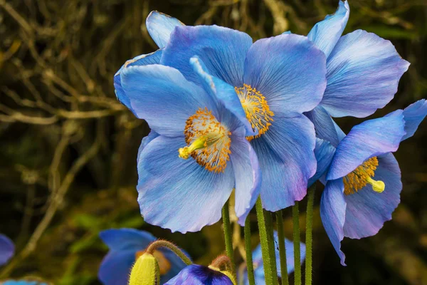 Coquelicots bleu ciel . — Photo