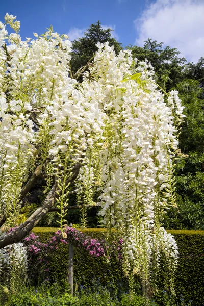 Virágok fehér wisteria. — Stock Fotó
