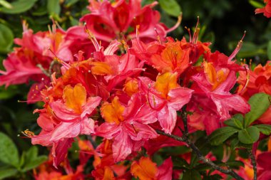 Japon Azalea çiçekleri.