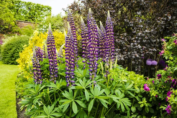 Mavi lupins uzun boylu tırmanıştır.