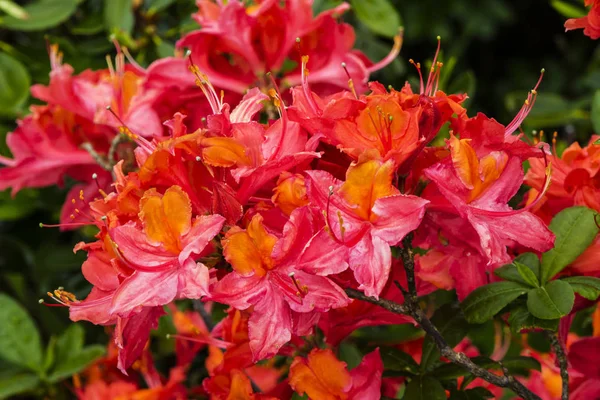 Japon Azalea çiçekleri.