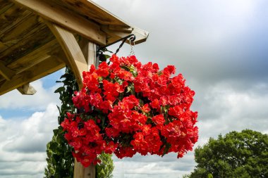 Asılı sepet içinde kırmızı begonias.