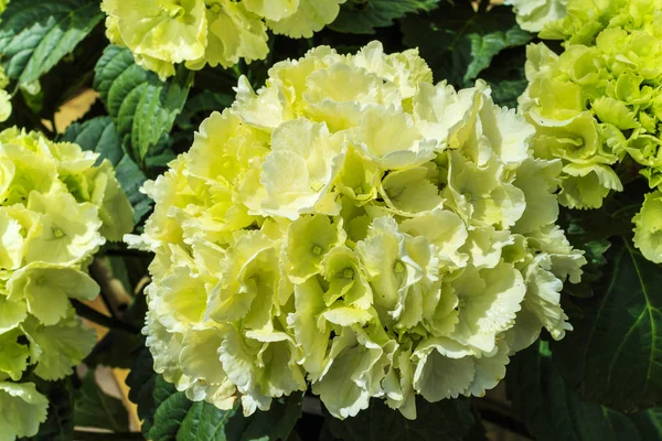 Nagy zöld Hortenzia-virág. — Stock Fotó
