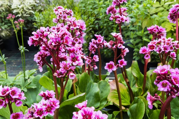 Garden with pink Bergenias. — Stock Photo, Image