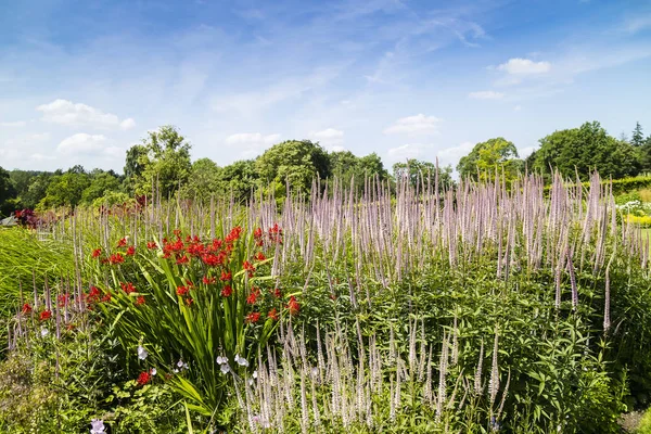 Crocosmia a Veronica květiny. — Stock fotografie