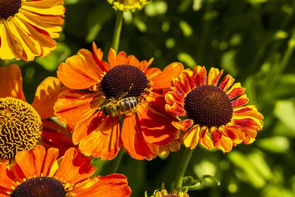 Orangenblüte und eine Honigbiene. — Stockfoto