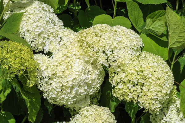 Beyaz ortanca çiçek Close-up.