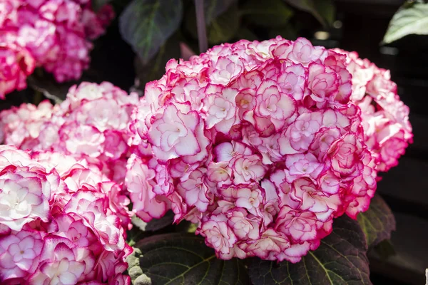 Blüten der rosa Hortensie. — Stockfoto