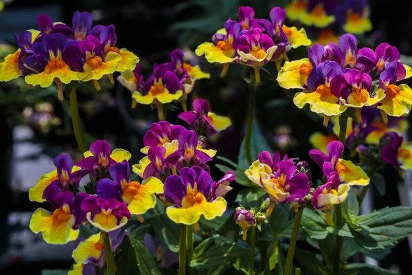 Bi-color Nemesia planta con flores . — Foto de Stock