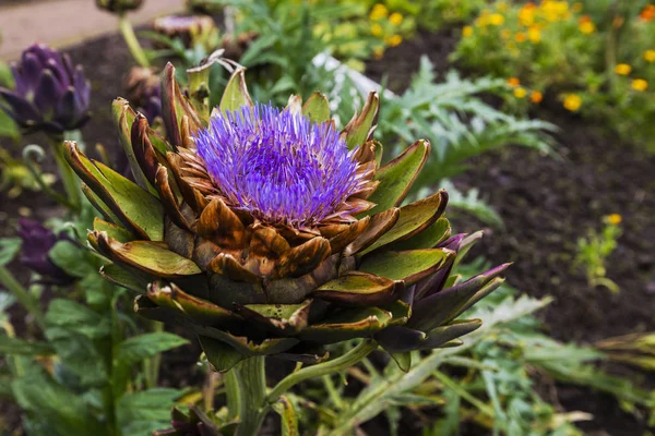 Flor de alcachofa primer plano en un jardín . — Foto de Stock