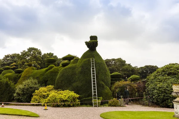 Konserwacji Trakcie Dużych Topiary Hedgingu — Zdjęcie stockowe