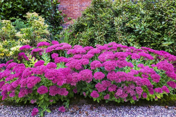 Garten mit lila Sedum-Blüten. — Stockfoto