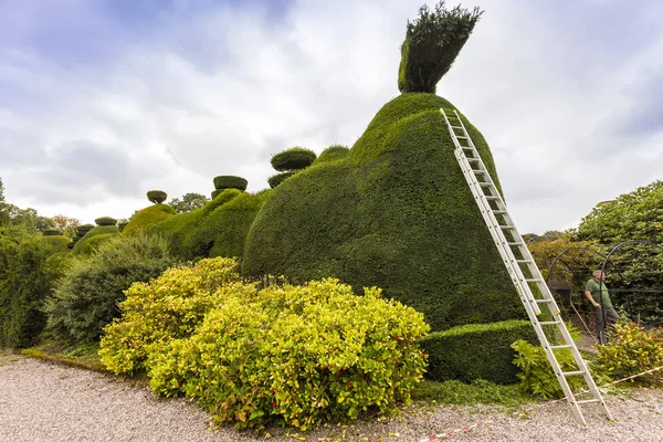 Przycinanie krzewów w topiary kształty. — Zdjęcie stockowe