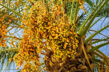 Bir hurma olgun tarihleri.