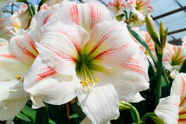 Beyaz pembe Amaryllis çiçekler bir dokunuş ile gibi büyük trompet.