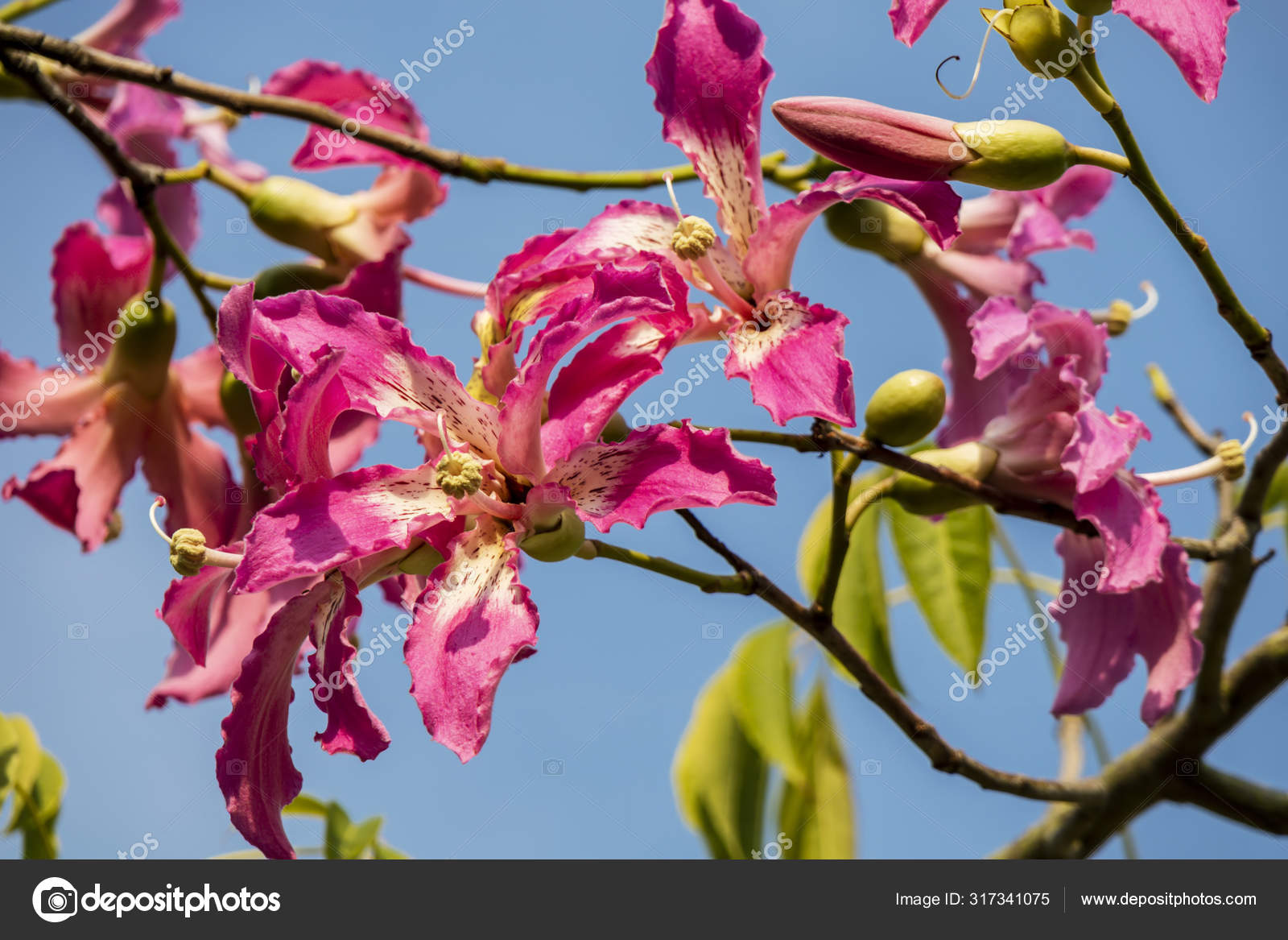 Pink Flowers Silk Floss Tree Ceiba Speciosa Formerly Chorisia Speciosa Stock Photo Image By C Debu55y Pink Flowers Silk Floss Tree Ceiba Speciosa Formerly Chorisia Speciosa Stock Photo Image By C Debu55y
