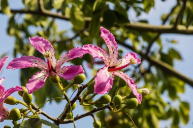 İpek diş ipi ağacının pembe çiçekleri. Eski Chorisia Specosa olan Ceiba Specosa.. 