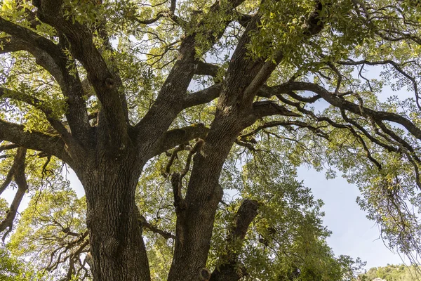 Büyük Küçük Yapraklı Sussile Meşesi Quercus Petraea Ağacı — Stok fotoğraf