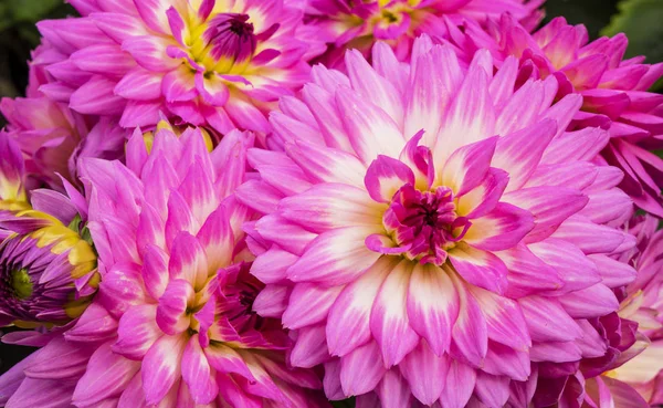 Ortasında Beyaz Aksanlı Parlak Pembe Yıldız Çiçekleri — Stok fotoğraf