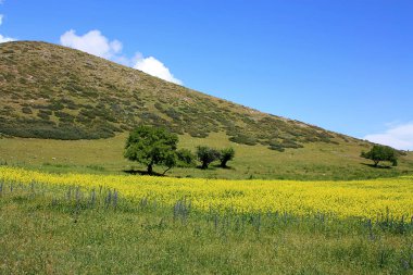 Flowerses dağ çayır üzerinde