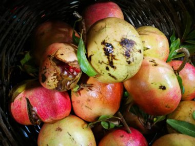 Nar görüntüsündeki Çiftçi Market