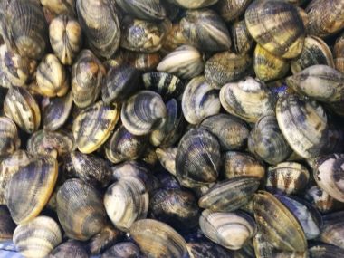 İstiridye balık pazarında