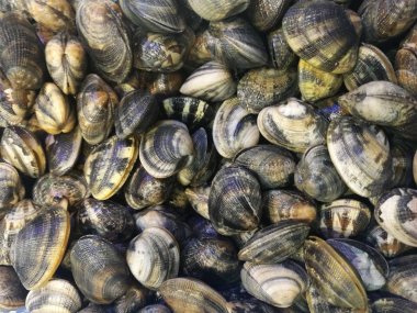 İstiridye balık pazarında