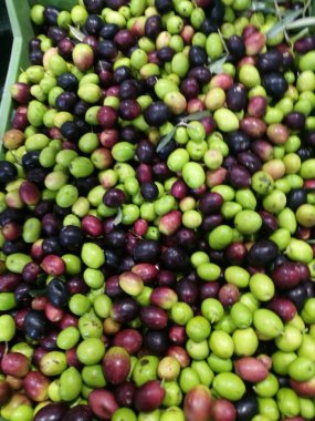 Zeytin bir piyasa ahır üzerinde