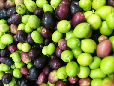 Zeytin bir piyasa ahır üzerinde