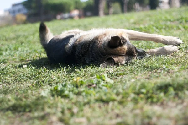 Deutscher Schäferhund — Stockfoto