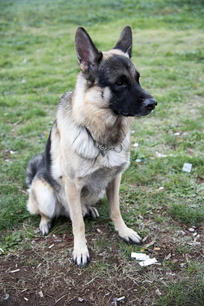 German shepherd dog — Stock Photo, Image