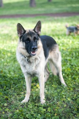 Alman çoban köpeği.