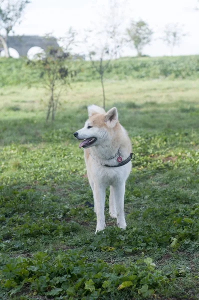 Akita Inu köpek