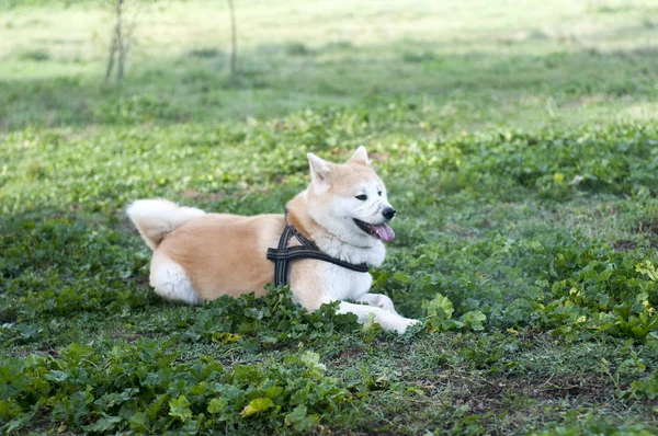 Akita inu pies — Zdjęcie stockowe