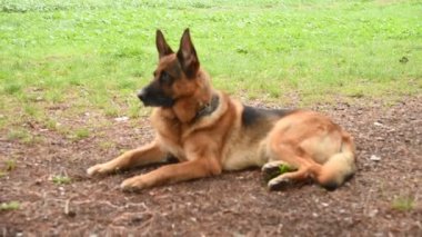 Roma 'daki parkta Alman çoban köpeği