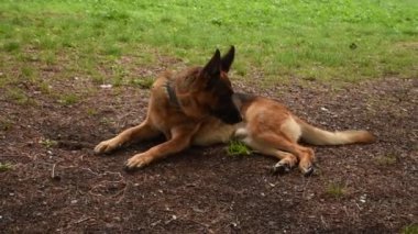 Roma 'daki parkta Alman çoban köpeği