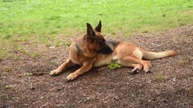 Roma 'daki parkta Alman çoban köpeği